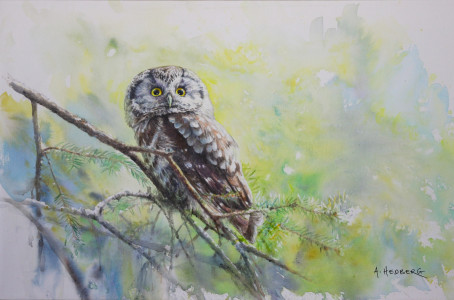 Boreal owl / Pärluggla