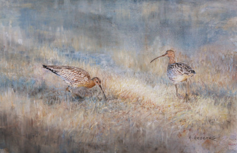 Foraging curlews / Födosökande storspov