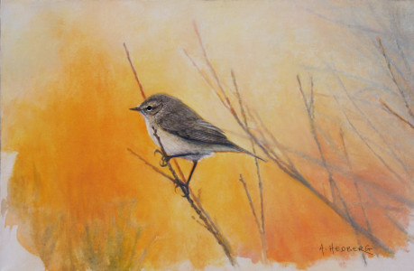 Sunglow, chiffchaff / Solglöd, gransångare