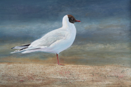 On the beach, black-headed gull / På stranden, skrattmås