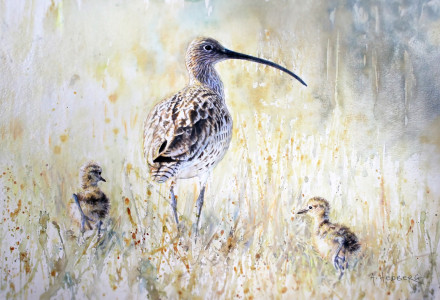 Vigilant, curlew / Vaksam, Storspov