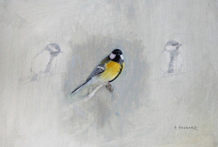 Great tit, study / Talgoxe studie