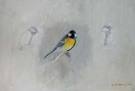 Studies (Great Tit) / Studie (Talgoxe)