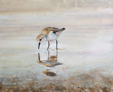 Clear morning (Sanderling) / Klar morgon (sandlöpare)