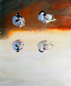 Evening light (Avocet) / Kvällsljus (Skärfläcka) 🔴
