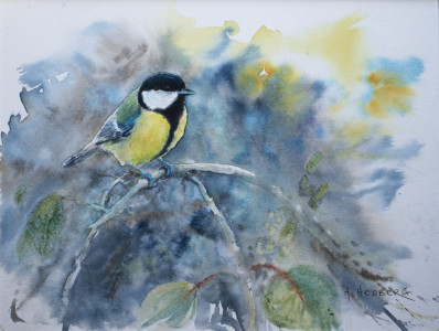 Great tit / Talgoxe
