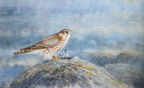 Merlin / Stenfalk