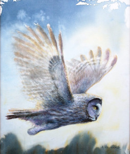 Great grey owl / Lappuggla