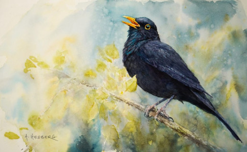 Blackbird singing / Sjungande koltrast
