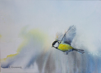 Ikaros, Great tit / Ikaros, talgoxe