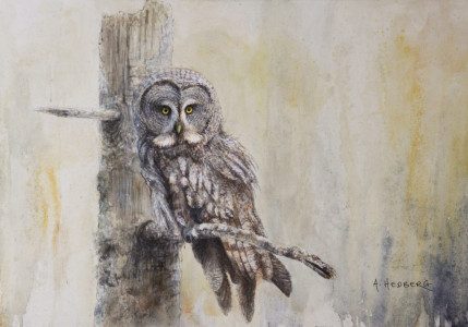 Great grey owl / Lappuggla