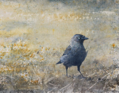 Jackdaw / Kaja