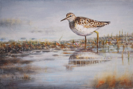 Wood sandpiper / Grönbena