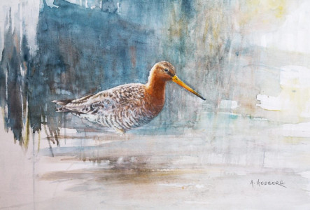 Black-tailed godwit / Rödspov
