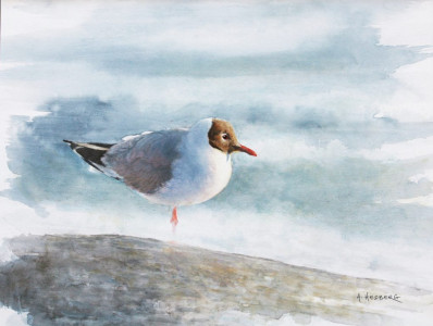 On the cliff, black-headed seagull / På skäret, skrattmås