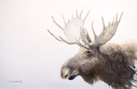 Moose / Älgtjur