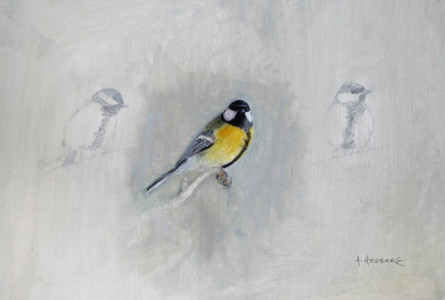 Great tit, study / Talgoxe studie
